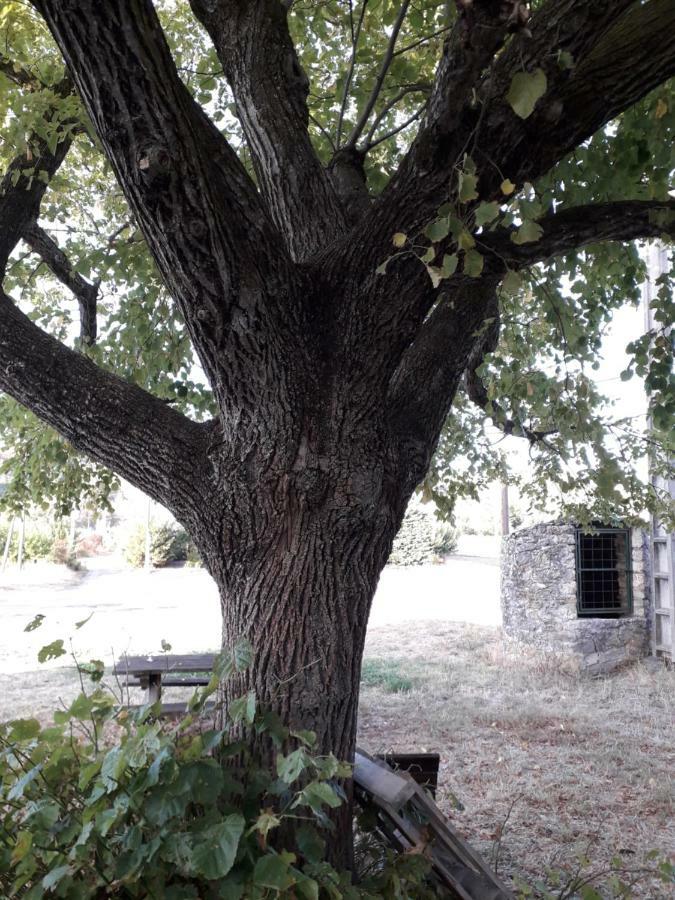 Le Patio Aux Hirondelles Villa Lagorce  Eksteriør bilde